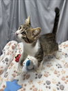 adoptable Cat in grovetown, GA named A117729