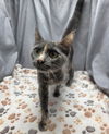 adoptable Cat in grovetown, GA named ZEEZA