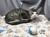 adoptable Cat in Grovetown, GA named A117847