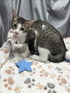 adoptable Cat in Grovetown, GA named A117850