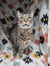 adoptable Cat in grovetown, GA named FINN