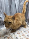 adoptable Cat in grovetown, GA named A117609