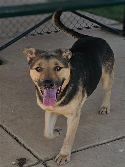 adoptable Dog in Grovetown, GA named BRIDGER