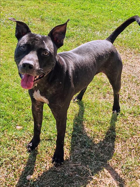 adoptable Dog in Grovetown, GA named MEMPHIS