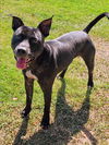 adoptable Dog in  named MEMPHIS