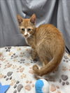 adoptable Cat in , GA named A117810