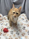 adoptable Cat in grovetown, GA named A117738
