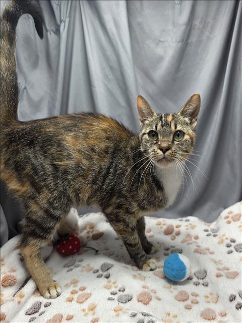adoptable Cat in Grovetown, GA named A117735