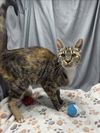 adoptable Cat in grovetown, GA named A117735