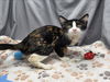 adoptable Cat in  named A117578