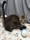 adoptable Cat in  named A117813