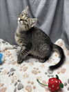 adoptable Cat in  named A117814