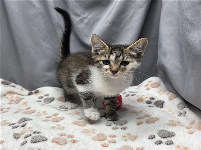 adoptable Cat in Grovetown, GA named A117815