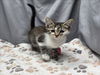 adoptable Cat in  named A117815