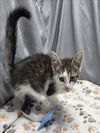 adoptable Cat in , GA named A117816