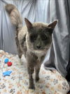 adoptable Cat in  named A117818