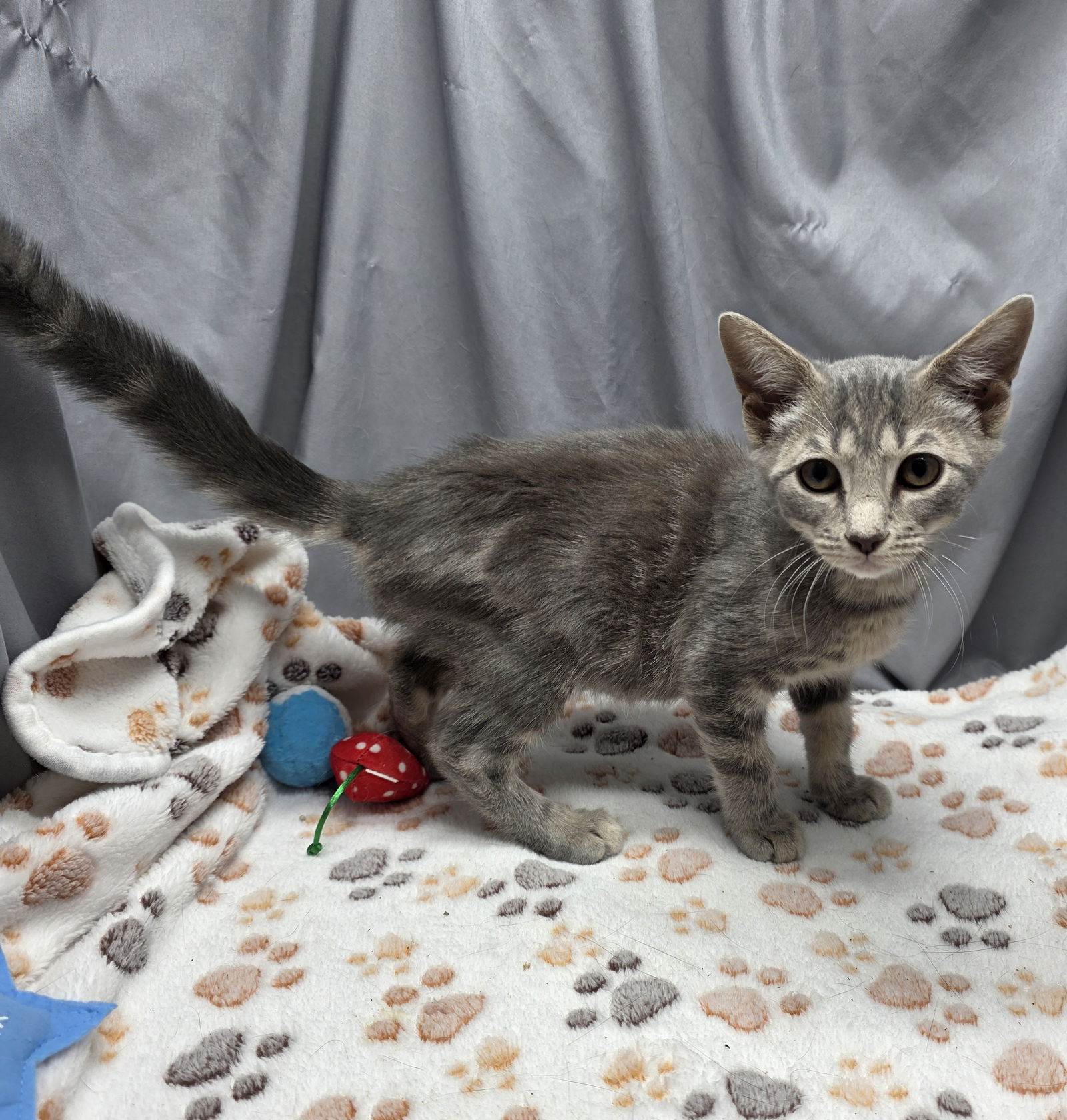 adoptable Cat in Grovetown, GA named A117855