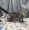 adoptable Cat in  named A117855
