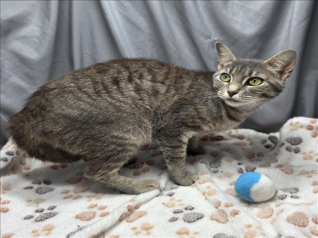 adoptable Cat in Grovetown, GA named A117828