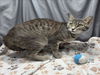 adoptable Cat in  named A117828