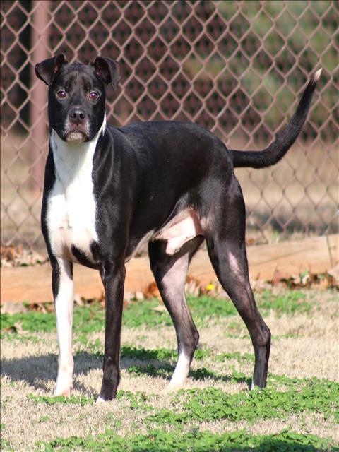 BRODY - Labrador Retriever available for adoption