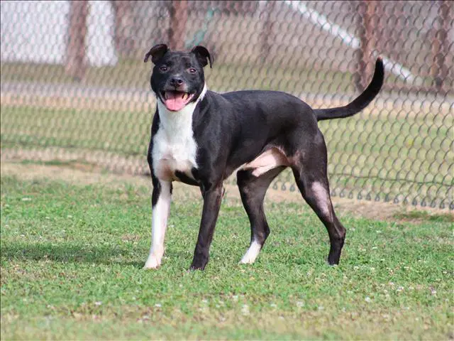 Brody - Labrador Retriever