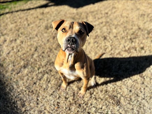 picture of the dog needing adoption
