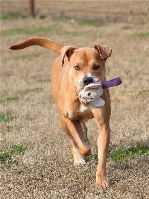 MAC - Pit Bull Terrier available for adoption