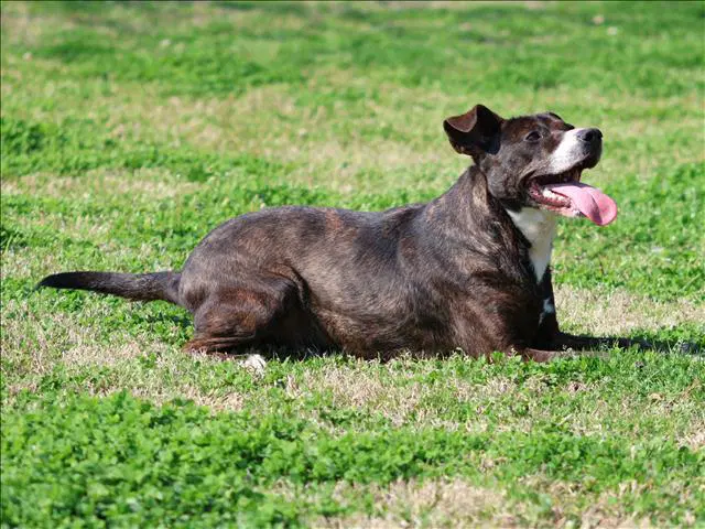 Colt - Plott Hound