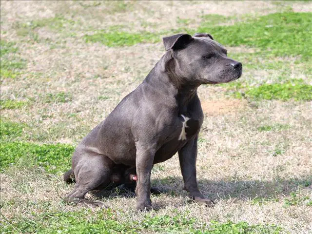 Bruiser - Pit Bull Terrier