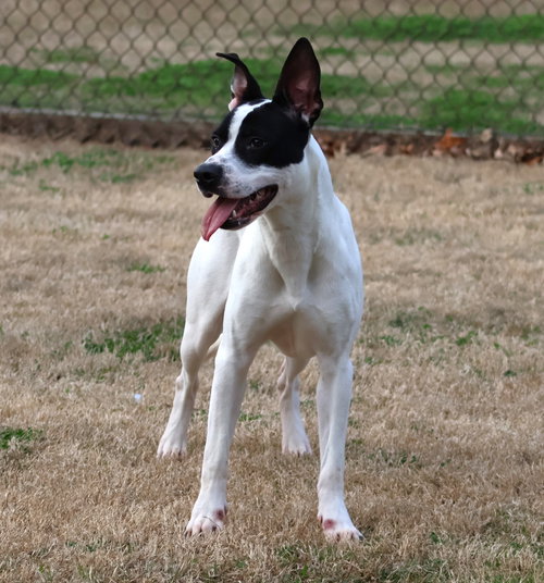 picture of the dog needing adoption