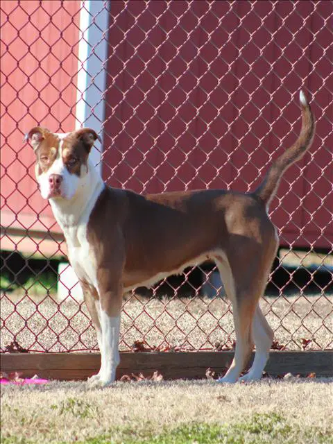 Destiny - Pit Bull Terrier
