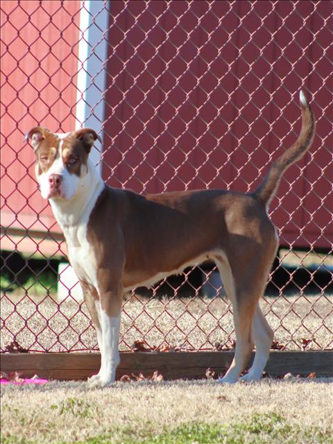 DESTINY, an adoptable Pit Bull Terrier in Grovetown, GA