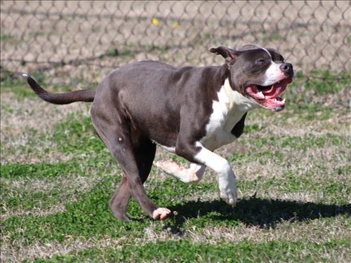 SUNNY, an adoptable Pit Bull Terrier in Grovetown, GA