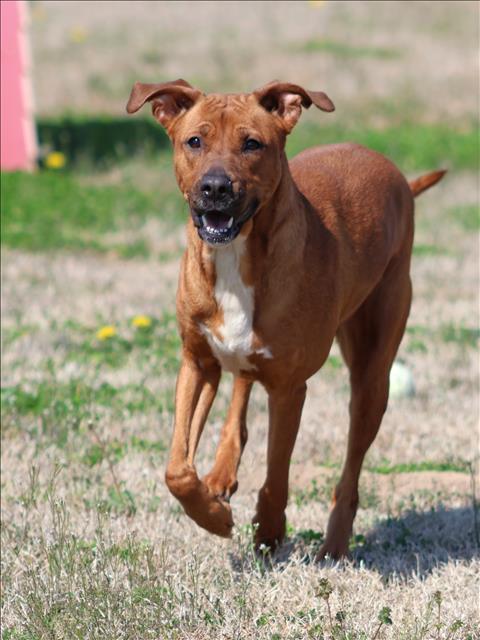 NINA, an adoptable Labrador Retriever in Grovetown, GA
