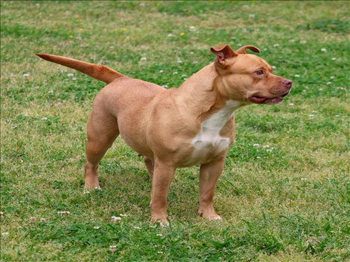 PARIS, an adoptable Pit Bull Terrier in Grovetown, GA