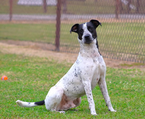 MAVERICK, an adoptable Treeing Walker Coonhound in Grovetown, GA
