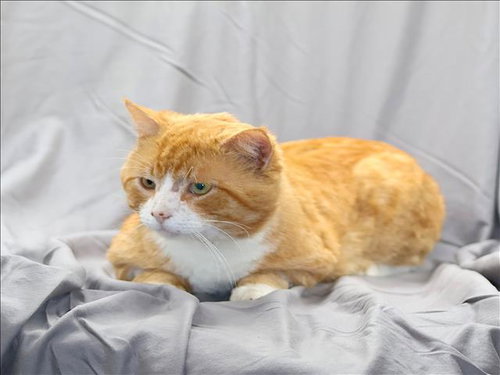 HOSS, an adoptable Domestic Short Hair in Grovetown, GA