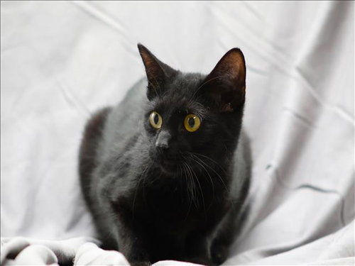 VELVET, an adoptable Domestic Short Hair in Grovetown, GA