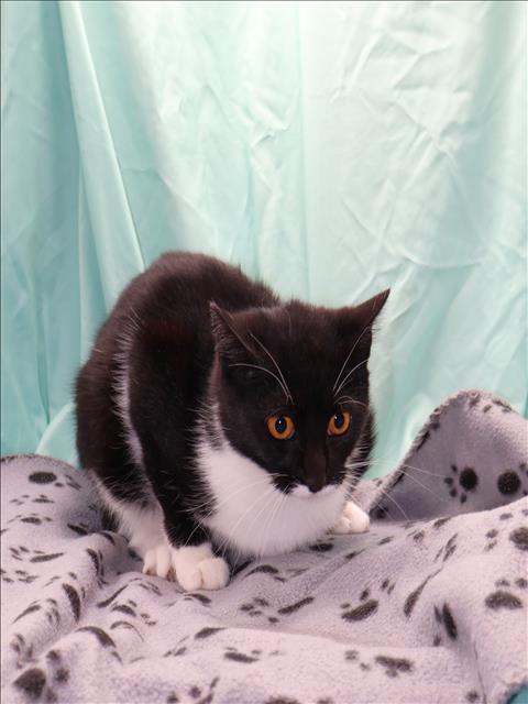 CLAWDIA, an adoptable Domestic Short Hair in Grovetown, GA