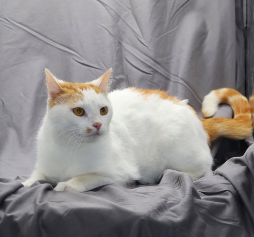 JULIUS, an adoptable Domestic Short Hair in Grovetown, GA