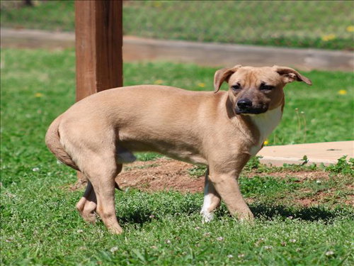 HOUDINI, an adoptable Feist in Grovetown, GA
