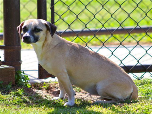 JESSICA, an adoptable Feist in Grovetown, GA