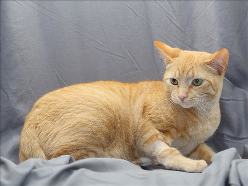 NITRO, an adoptable Domestic Short Hair in Grovetown, GA