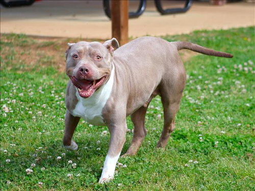 CANE, an adoptable American Pit Bull Terrier in Grovetown, GA