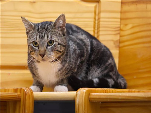 SAMMY, an adoptable American Shorthair in Grovetown, GA