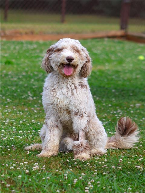picture of the dog needing adoption