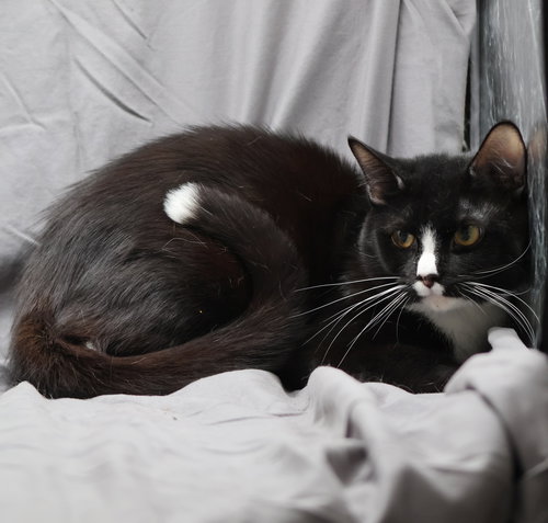 TUX, Young Domestic Short Hair (medium coat), cat for adoption in Augusta-Richmond County, Georgia