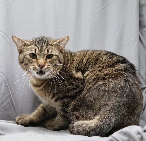 CAM, Young Domestic Short Hair / Mixed (medium coat), cat for adoption in Augusta-Richmond County, Georgia