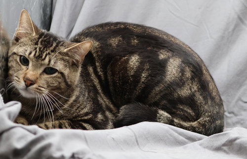 GOTTI, Adult Domestic Short Hair / Mixed (medium coat), cat for adoption in Augusta-Richmond County, Georgia